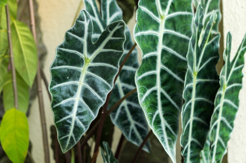 Leaves, Plants, Closeup Wallpaper
