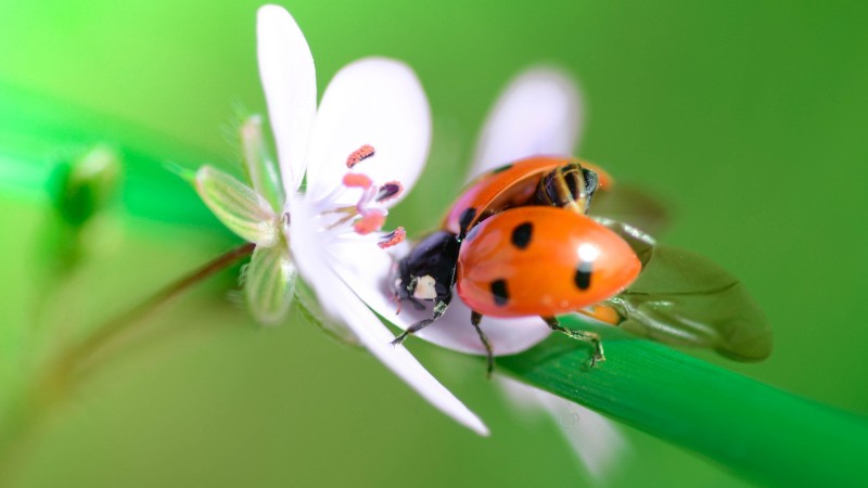 Lady Bug, White Flower, Macro, Spring, Animals Wallpaper