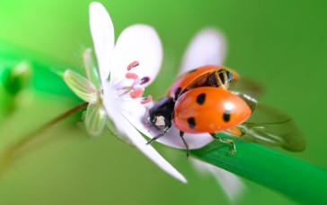 Lady Bug, White Flower, Macro, Spring, Animals Wallpaper