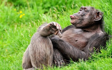 Chimpanzee, Lying Down, Funny, Resting, Animals Wallpaper