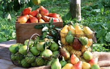 Fruits, Pears, Harvesting, Food Wallpaper