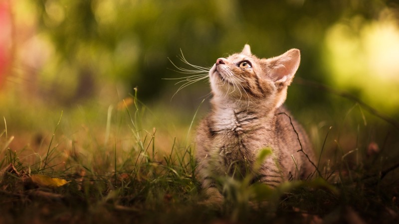 Cute Kitten, Bokeh, Grass, Cats, Animals Wallpaper