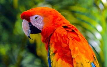 Parrot, Orange, Beak, Feathers Wallpaper