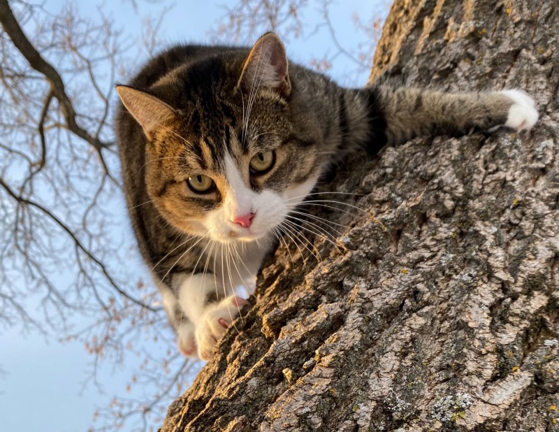 Sneaky Cat, Climbing, Tree, Animals Wallpaper