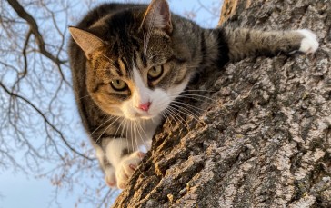 Sneaky Cat, Climbing, Tree, Animals Wallpaper