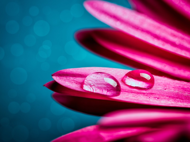 Pink Gerbera, Water Drops, Macro, Photography, Droplets, Flowers Wallpaper