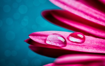 Pink Gerbera, Water Drops, Macro, Photography, Droplets, Flowers Wallpaper