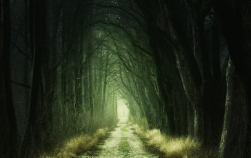 Gloomy Forest, Trees, Dark, Nature Wallpaper