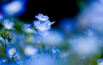 Blue Flowers, Hazy, Photography, Petals Wallpaper