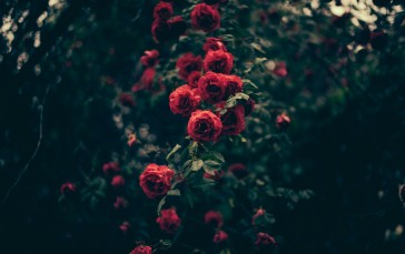Red Roses, Bokeh, Photography, Leaves Wallpaper