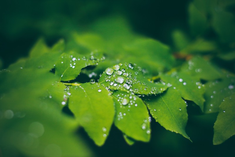 Leaves, Macro, Water Drops, Nature Wallpaper