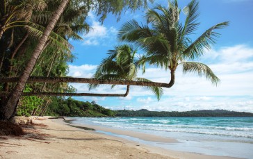 Tropical Island, Weird Palm Tree, Ocean, Waves, Beach Wallpaper
