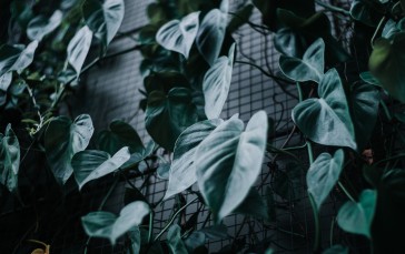 Green Leaves, Wall, Plants, Fence Wallpaper