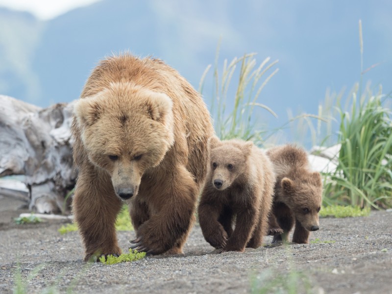 Bear Family, Cute, Walking, Animals Wallpaper