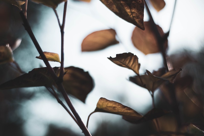 Autumn Leaves, Close-up, Photography, Branches Wallpaper