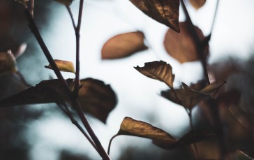 Autumn Leaves, Close-up, Photography, Branches Wallpaper