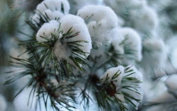 Snow, Spruce, Close-up, Branch, Nature Wallpaper