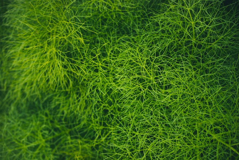 Grass, Close-up, Top View, Photography, Macro Wallpaper