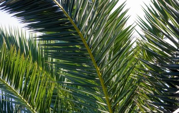 Palm Leaves, Tropical, Nature Wallpaper
