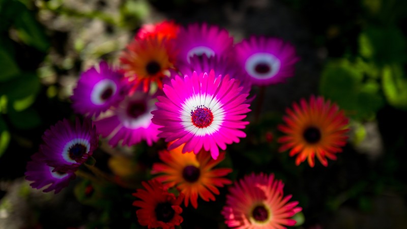 Colorful Flowers, Blurry, Flowers Wallpaper