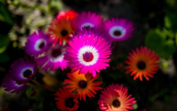 Colorful Flowers, Blurry, Flowers Wallpaper