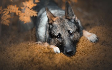 German Shepherd Dog, Lying Down, Autumn, Animals Wallpaper