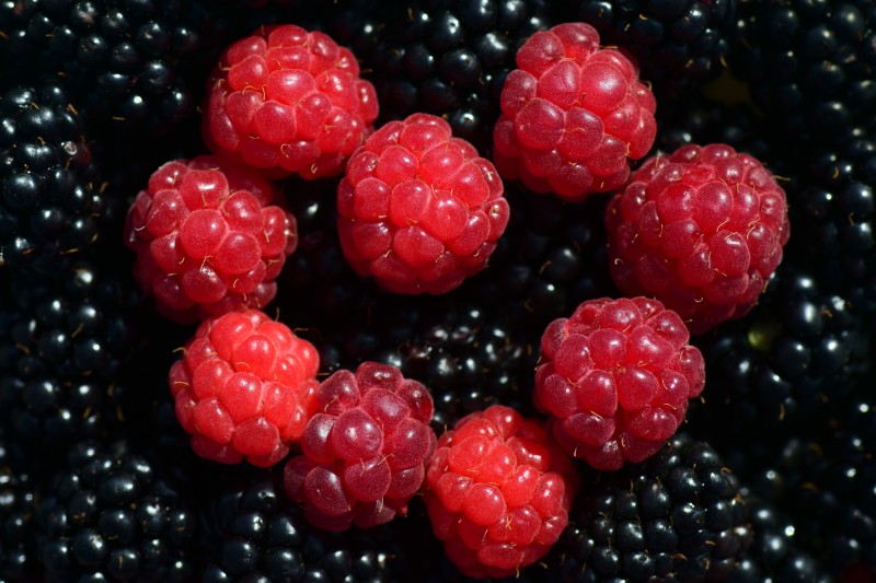 Blackberries, Fruits, Raspberries, Food Wallpaper