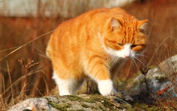 Orange Cat, Walking, Cute, Fluffy, Animals Wallpaper