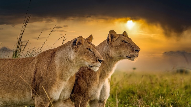 Lion And Lioness, Couple, Predator, Big Cats, Sunset Wallpaper