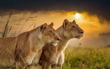 Lion And Lioness, Couple, Predator, Big Cats, Sunset Wallpaper