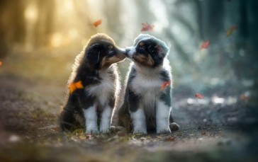 Cute Puppies, Autumn, Bokeh, Animals Wallpaper