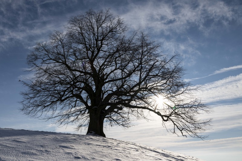 Lonely Tree, Snow, Sky, Scenery Wallpaper