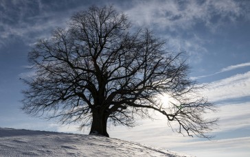 Lonely Tree, Snow, Sky, Scenery Wallpaper