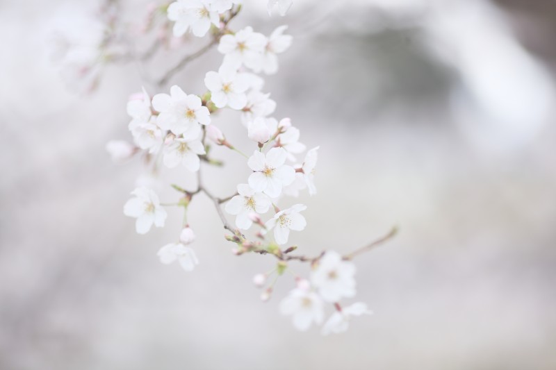 Cherry Blossom, Petals, Spring, Photography, Flowers Wallpaper