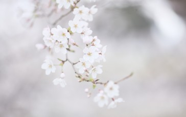 Cherry Blossom, Petals, Spring, Photography, Flowers Wallpaper