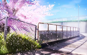 Cherry Blossom, Scenic, Petals, Fence, Plants, Anime Wallpaper
