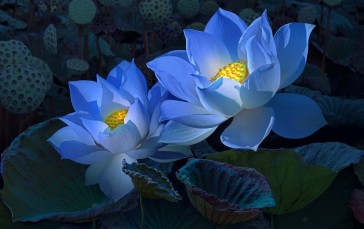 Blue Lotus, Close-up, Petals, Flowers Wallpaper