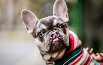 French Bulldog, Stare, Funny, Animals Wallpaper