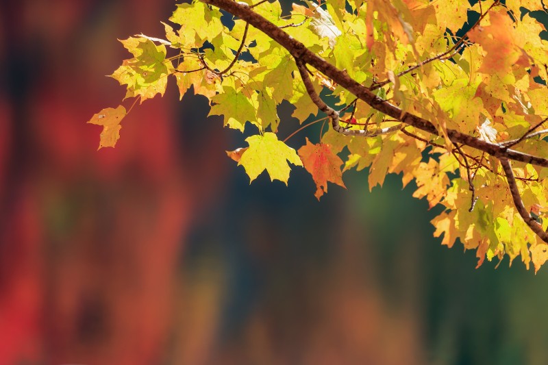 Autumn Leaves, Yellow, Fall, Maple Tree Wallpaper