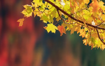 Autumn Leaves, Yellow, Fall, Maple Tree Wallpaper
