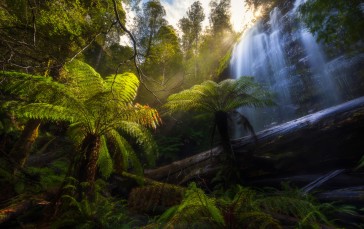 Waterfall, Forest, Nature, Trees Wallpaper