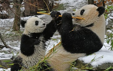 Panda, Fighting, Cute, Bamboo Wallpaper