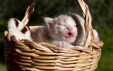 Kitten, Basket, Cute Cats, Animals Wallpaper