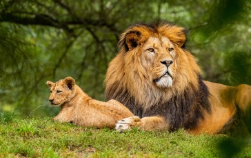 Lion Family, Cub, Fur, Mane Wallpaper