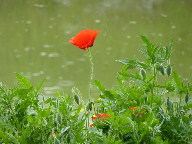 Poppies, Flowers, Nature, Plants Wallpaper