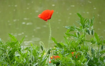 Poppies, Flowers, Nature, Plants Wallpaper