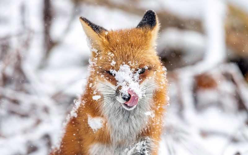Cute Fox, Snow, Winter, Ontario, Wildlife, Predator Wallpaper