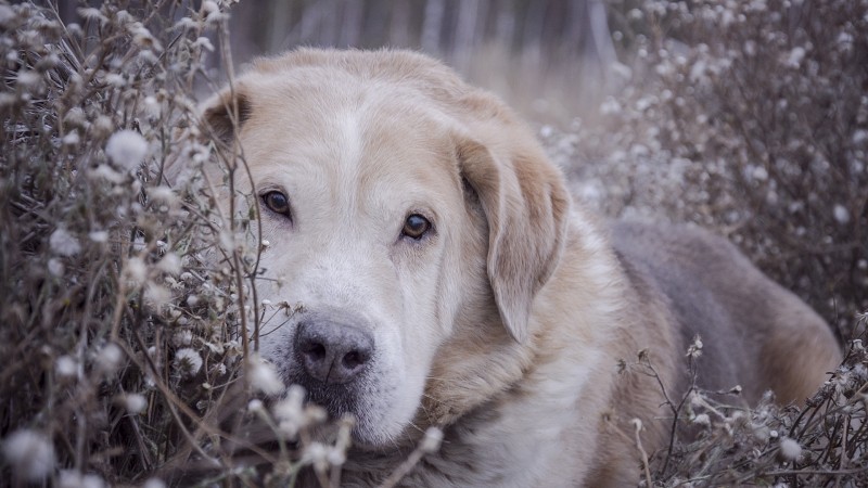 Labrador Retriever, Sad Dog, Plants, Cute, Animals Wallpaper