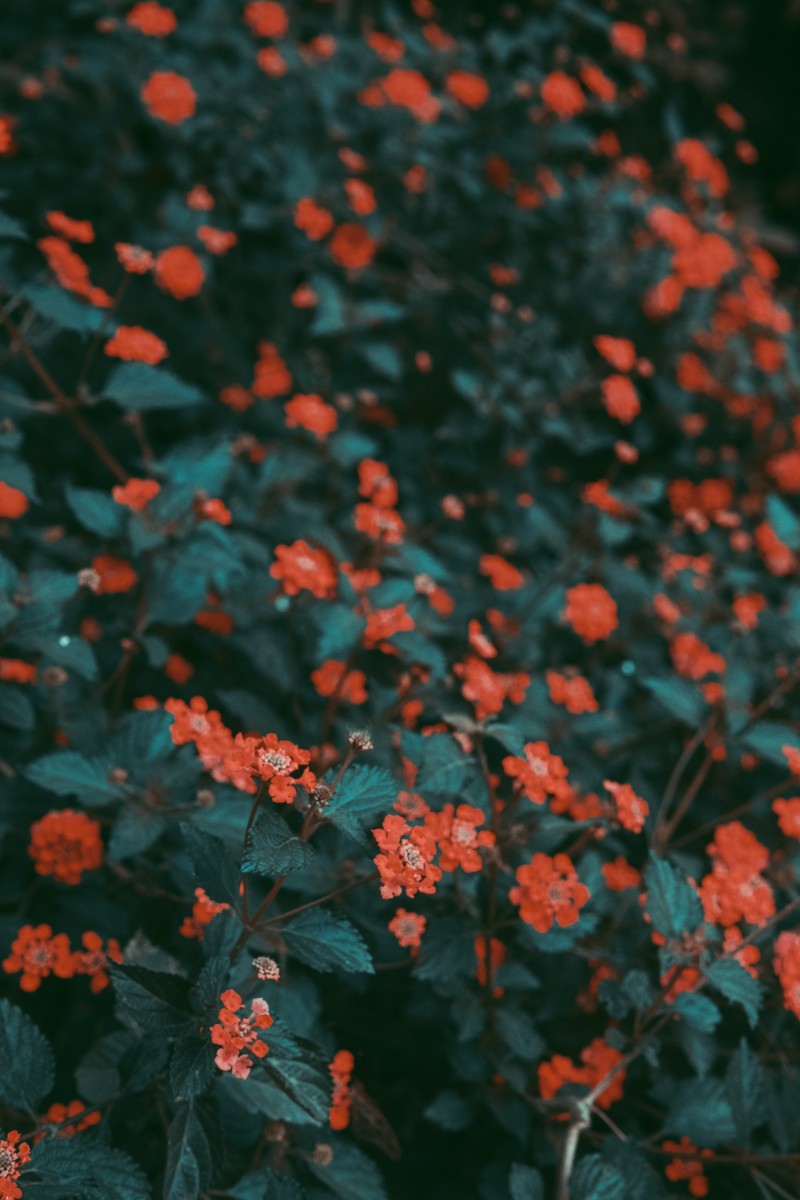 Red Flowers, Blurry, Bushes, Foliage, Bloom Wallpaper