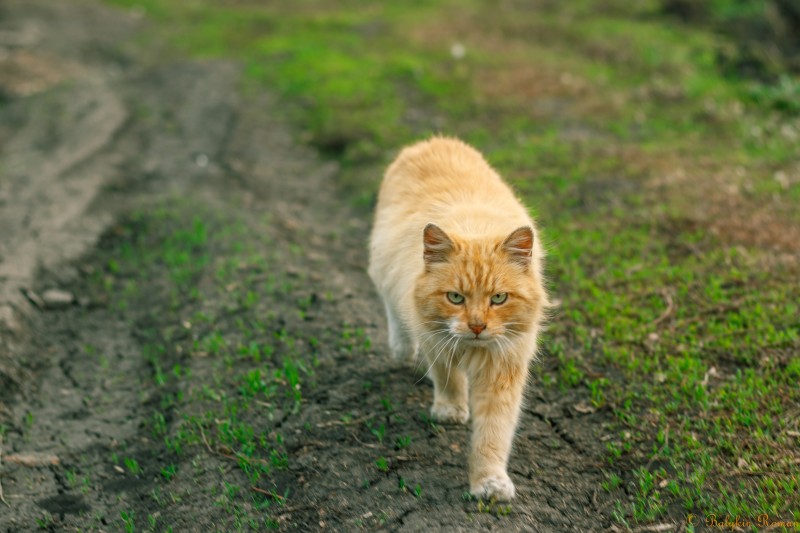Cat, Walking, Grass, Fluffy, Animals Wallpaper
